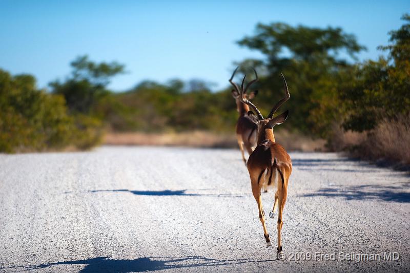 20090610_144554 D3 X1 C1.jpg - Springbok (Gazelle)